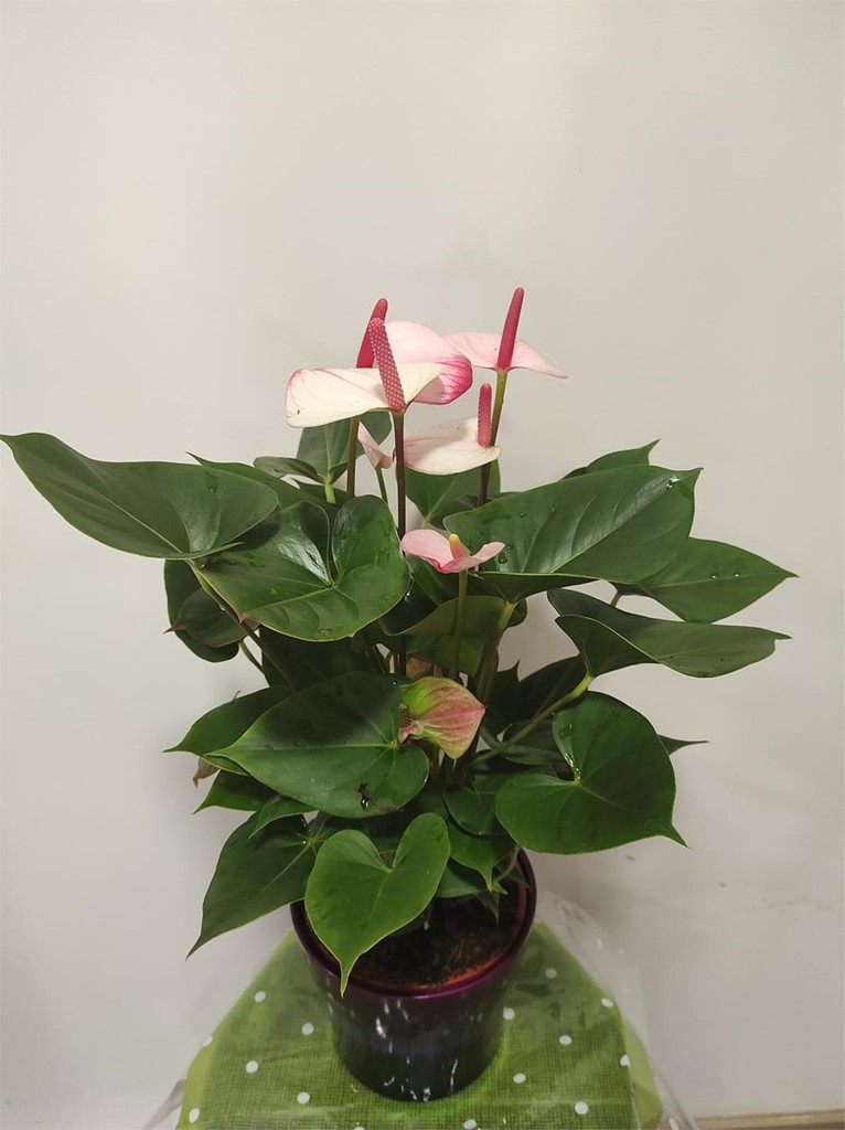 Foto 1 Anthurium