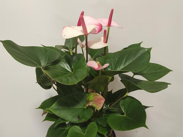 Anthurium