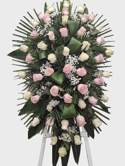 Lágrima Rosas Bicolor
