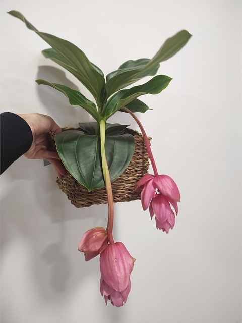 Medinilla