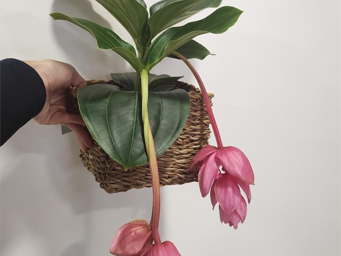 Medinilla