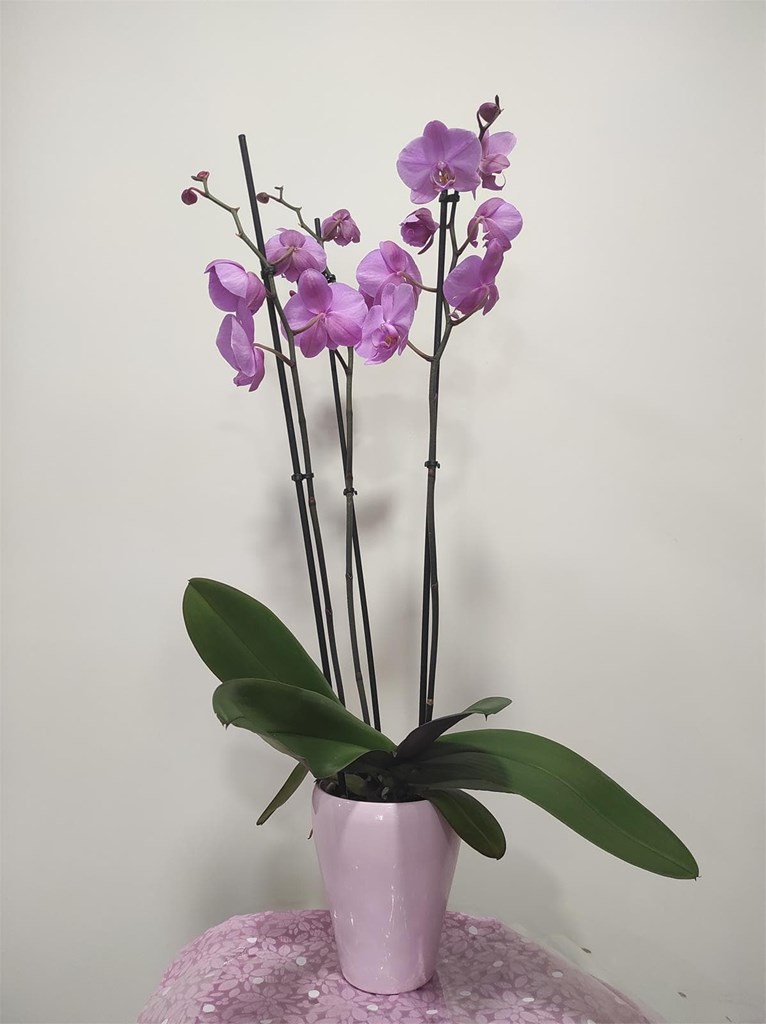 Foto 1 Phalaenopsis