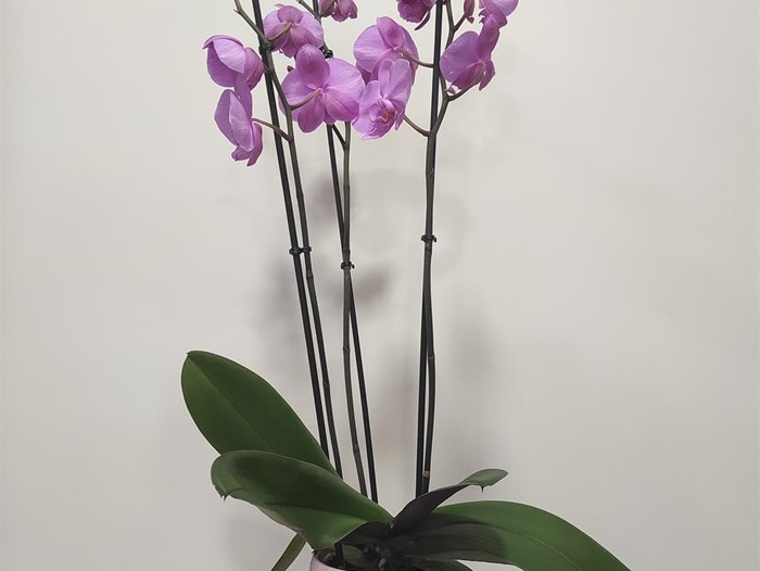 Phalaenopsis