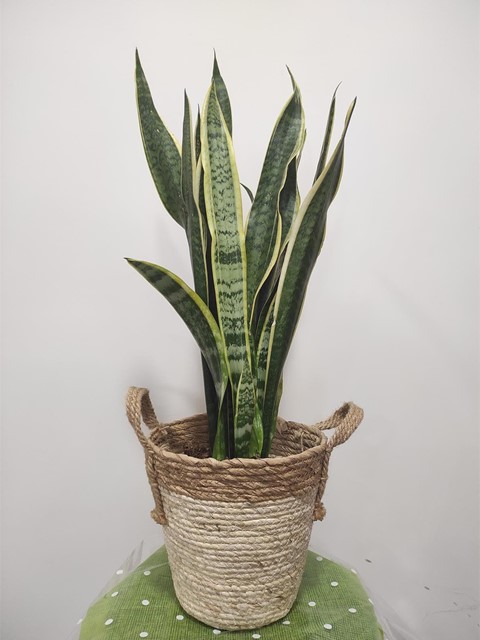 Sansevieria laurentii