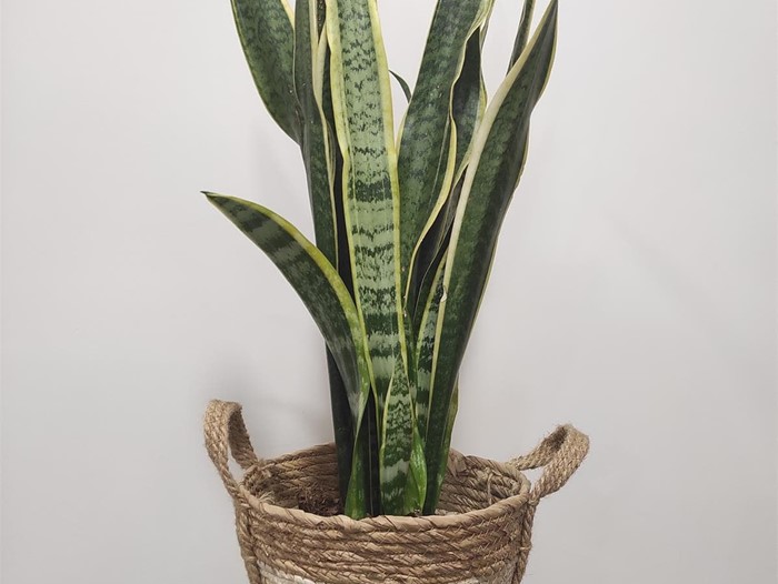 Sansevieria laurentii